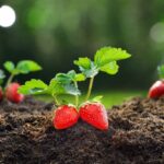 Berry - Strawberry Seedling Per Seedling