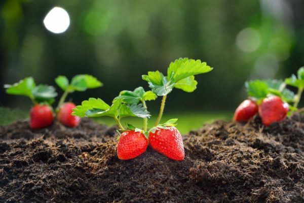 Berry - Strawberry Seedling Per Seedling