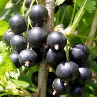 Berry -Wine Berry Seedling Per Seedling