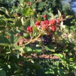 Berry- Blackberries Semi Erectile Seedling Per Seedling