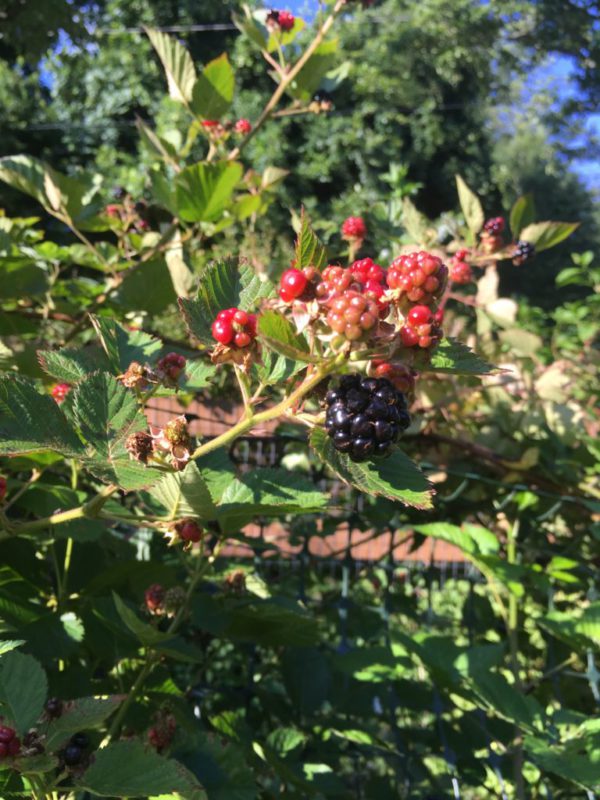 Berry- Blackberries Semi Erectile Seedling Per Seedling