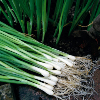 Onion- Spring Seedling Per Seedling