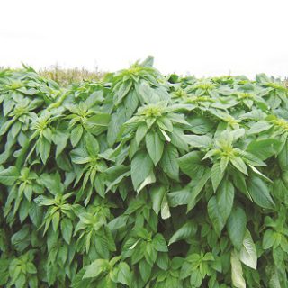 Terere( Amaranth) Per Seedlings