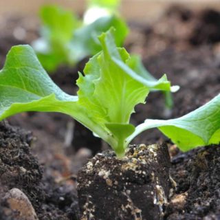 Lettuce Loose Seedling Per Seedling