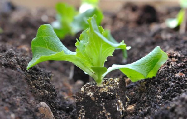 Lettuce Loose Seedling Per Seedling