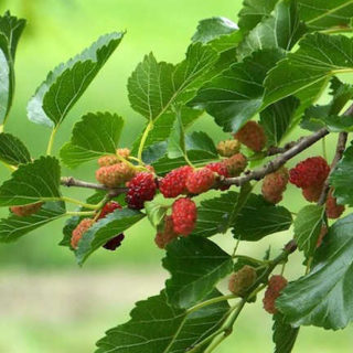 Berry-Mulberry Seedling Per Seedling
