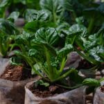Mustard Spinach Seedling Per Seedling