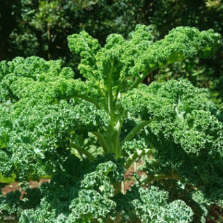Curly Kale (Sukuma Matumbo) Per Seedling