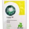 Cauliflower CASPER RZ 2500seeds