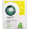 Cauliflower CASPER RZ 1000seeds