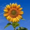 Sunflower Seedling Per Seedling