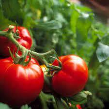 Tomatoes Common Seedling Per Seedling