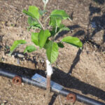 Apple Grafting Seedlings Per Seedling