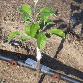 Apple Grafting Seedlings Per Seedling