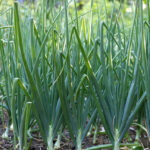 Onion –Bulb White Seedling Per Seedling