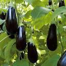 Eggplant/ Biringanya Seedling Per Seedling