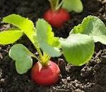 Radish Seedlings Per Seedling