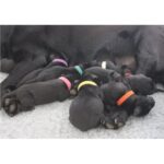 Puppy Identification Collars X-Large