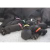 Puppy Identification Collars 2X-Large