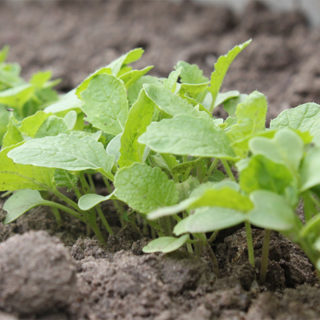 Turnip Seedlings Per Seedling