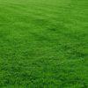 Kikuyu Grass (250g)