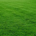 Kikuyu Grass (1kg)
