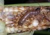 Fall armyworm (FAW)
