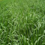 Bracharia Hybrid Grass (500g)