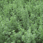 Lucerne Aurora (250g)