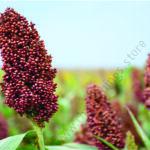 serena sorghum (2kg)