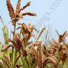 finger millet (2kg)