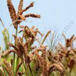finger millet (2kg)