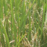 Nerica Rice 4 (2kg)