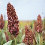 Seredo Sorghum (2Kg)