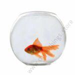Chic Fish Bowl Yg-175 1pc