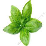 Herb Basil (10g)