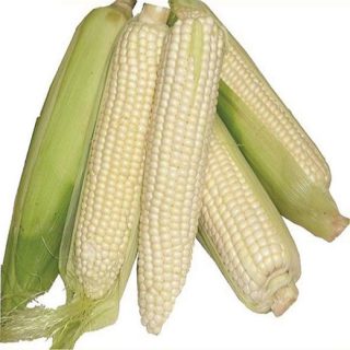 Maize H 517 (2kg)