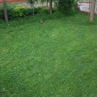 Paspalum grass (250g)