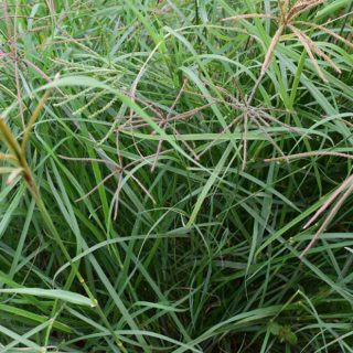 Rhodes Grass Katambora (1kg)