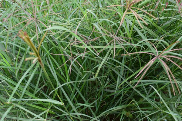 Rhodes Grass Katambora (1kg)