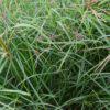 Rhodes Grass Katambora (250g)