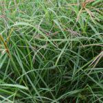 Rhodes Grass Katambora (250g)