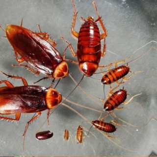 6 Bedrooms Cockroach Fumigation