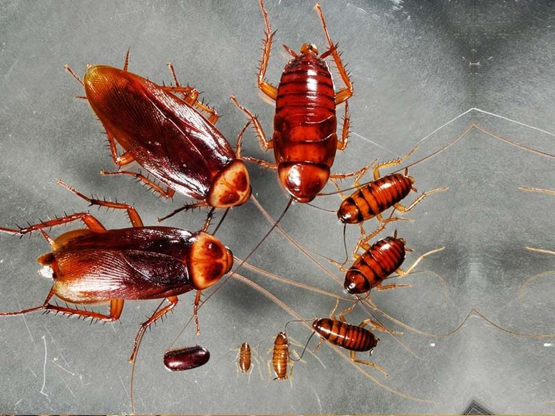 Companies (Sq.ft) Cockroach Control
