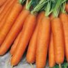 Carrot Nantes 12X100g