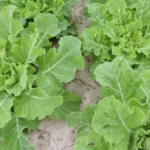 Collard Georgia 48x10g