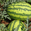 Watermelon New Julie (250g)