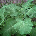 Kale Thousand Headed 12x100g
