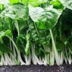 Swisschard Fordhook Giant 24x50g