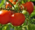 Tomato Nemador 48x25g